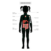 Lymphatic system and organs, illustration