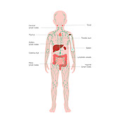 Lymphatic system and organs, illustration