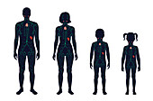 Lymphatic system and organs, illustration