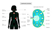 Lymphatic system, illustration