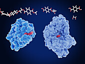 Plastic degrading enzymes, illustration