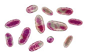 Aggregatibacter bacteria, illustration