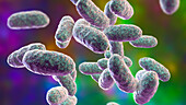 Aggregatibacter bacteria, illustration