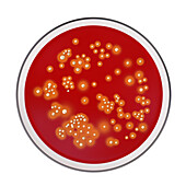 Colonies of Staphylococcus aureus bacteria, illustration