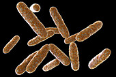 Eikenella bacteria, illustration