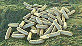 Morganella morganii bacteria, illustration