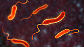 Vibrio mimicus bacteria, illustration