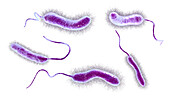 Vibrio mimicus bacteria, illustration