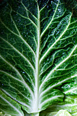 Cabbage leaf macro fullframe
