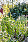 Snapdragons in the garden