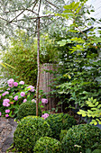 Buchsbaumkugeln und Hortensien im Garten