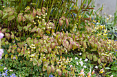Schwefelfarbige Elfenblume (Epimedium x versicolor) 'Sulphureum'