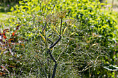 Bronze-Fenchel (Foeniculum vulgare) 'Purpureum'