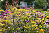 Bronze-Fenchel (Foeniculum vulgare) 'Purpureum' mit Patagonischem Eisenkraut (Verbena bonariensis)