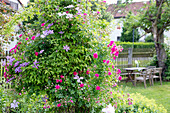 Clematis und Kletterrosen (Rosa) in Garten