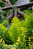 Decorative fern frond of worm fern