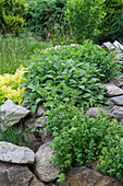 Sage in herb bed (Salvia officinalis) 'Berggarten' (Mountain garden)