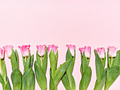 Creative layout with a pattern made of tulips on pink background
