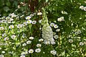 Blüten des Mutterkrauts (Tanacetum parthenium) und des Fingerhuts (Digitalis) im Naturgarten, Deutschland
