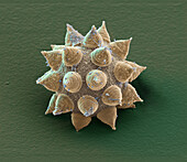 Mesobiotus coronatus Egg 1500x2