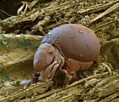 Beetle mite, SEM