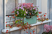 Autumnal planted flower box with horned violets, saxifrage and rosehip branches