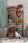 Pumpkins, walnuts and rosehip hearts in old wooden shelf on autumnal terrace