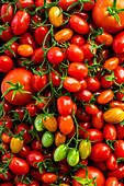 Colorful tomatoes (picture-filling)