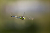 Blaugrüne Mosaikjungfer (Aeshna Cyanea) fliegen