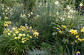 Daylilies, sweet fennel, and hollyhocks in the garden bed