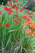 Coppertips and daylilies in the perennial bed