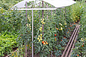 Tomato plants with rain protection in the garden