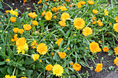 Marigolds (Calendula) in the garden bed