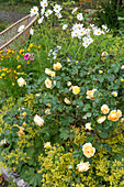 Sitzplatz neben gelb blühender Englischer Rose, Kosmeen und Frauenmantel