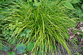 Mountain sedge (Carex montana)