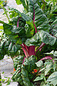Chard leaves next to nasturtium (Tropaeolum) in a bed