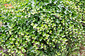 Ivy on a garden wall (Hedera)