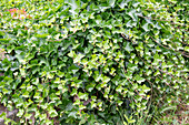 Efeu an einer Gartenmauer (Hedera)