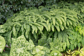 Maidenhair fern in the garden (Adiantum pedatum)