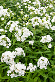 Weisse Blüten der Flammenblume (Phlox amplifolia)