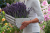 Frau mit frisch geerntetem Lavendel