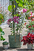 Oriental knotweed and lilies in a planting basket