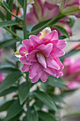 Rosa Lilienblüte (Close Up)