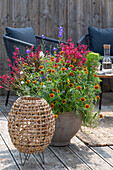 Sommerliche Kübelbepflanzung auf dem Balkon mit  Prachtkerze 'Gambit Rose', einjährigem Rittersporn, Knorpelmöhre und Zinnien