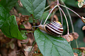 Garden ribbon snail on leaf