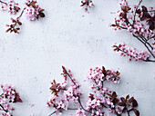 Kirschblüten auf Betonuntergrund