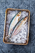 Fresh herring on ice