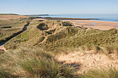 Marram grass stabilising sand dunes