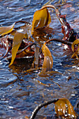Kelp and dulse exposed at low tide