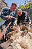 Farmers administering medication to sheep